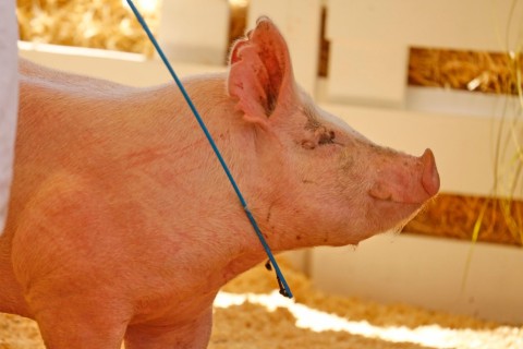 ACCS cobra segurança para o produtor em meio à retomada de preços